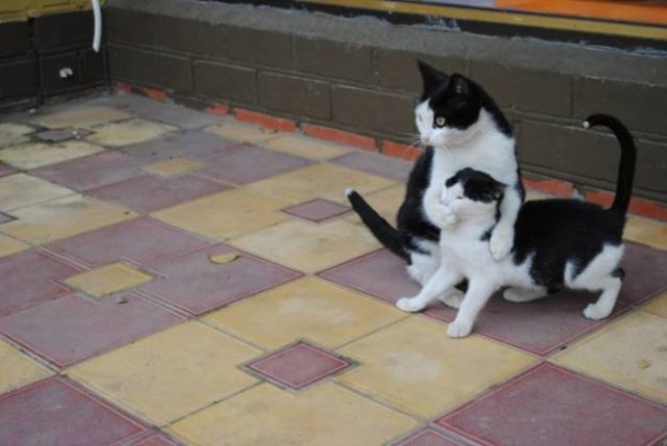 Такие милые коты