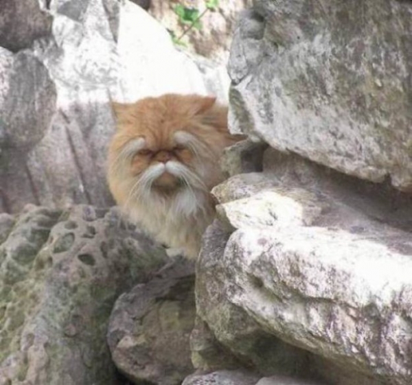Такие милые коты
