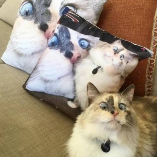 Такие милые коты