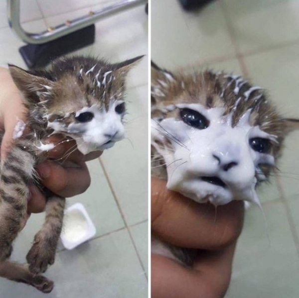 Такие милые коты