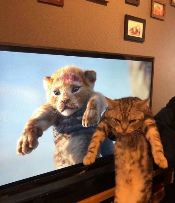 Такие милые коты