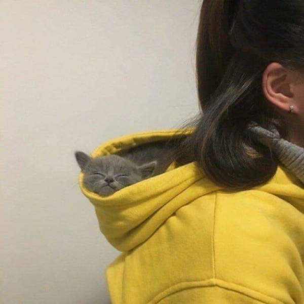 Такие милые коты