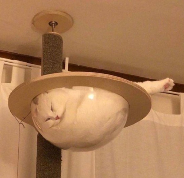Такие милые коты