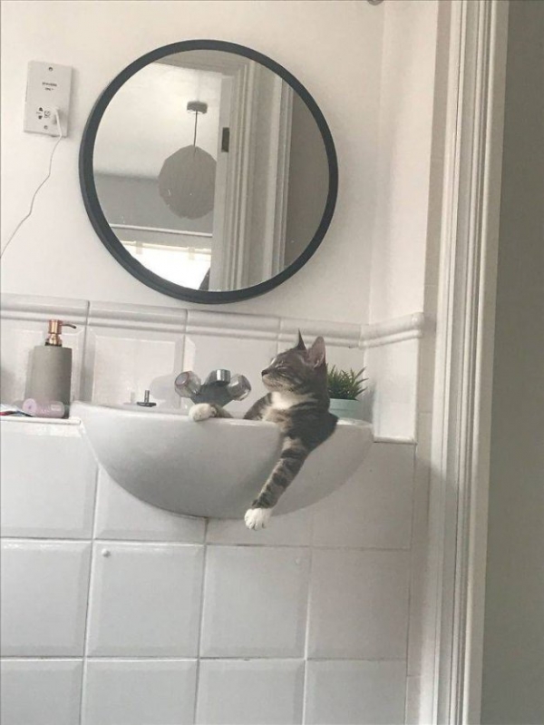 Такие милые коты