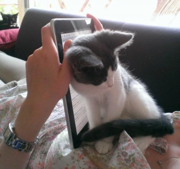 Обнаглевшие коты