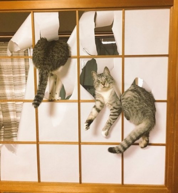 Обнаглевшие коты
