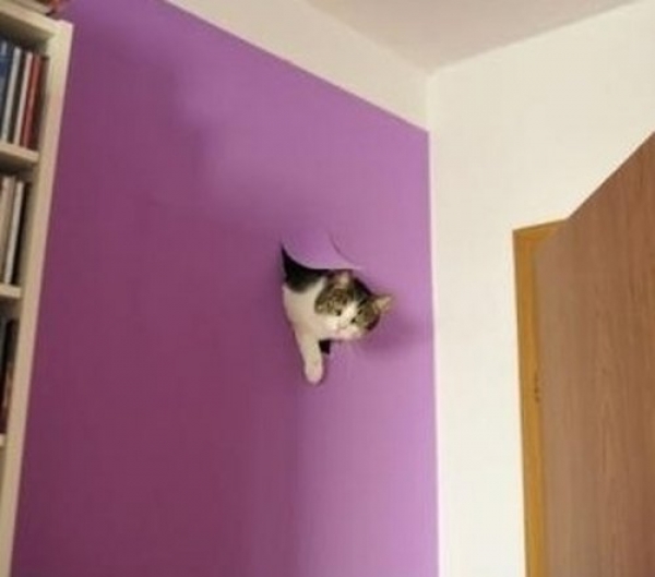 Обнаглевшие коты