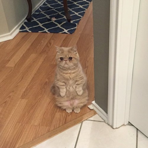 Кошки подражают людям