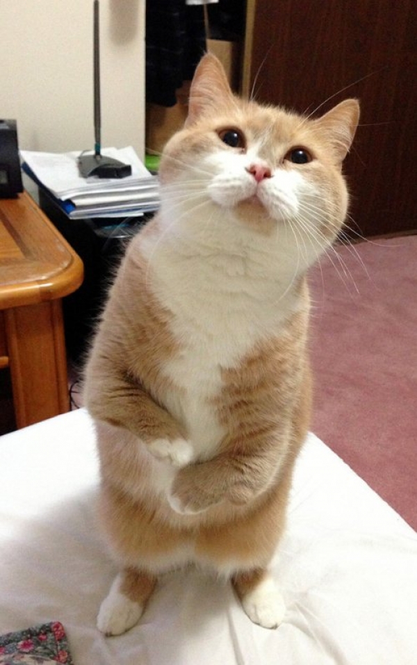 Кошки подражают людям