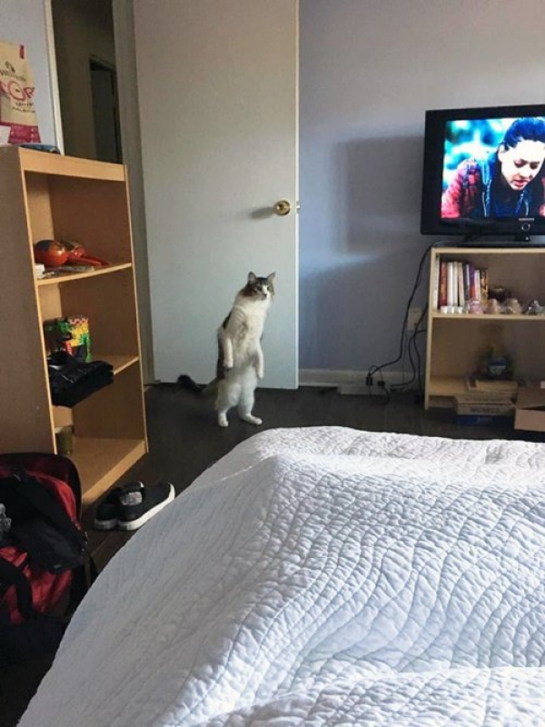 Кошки подражают людям