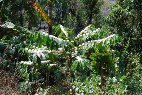 Как цветет всеми любимая Coffea Arabica