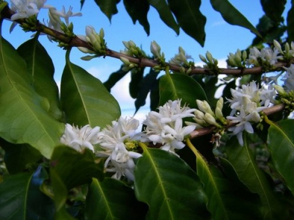 Как цветет всеми любимая Coffea Arabica
