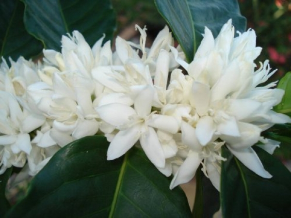 Как цветет всеми любимая Coffea Arabica