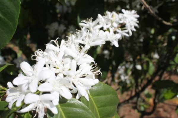 Как цветет всеми любимая Coffea Arabica