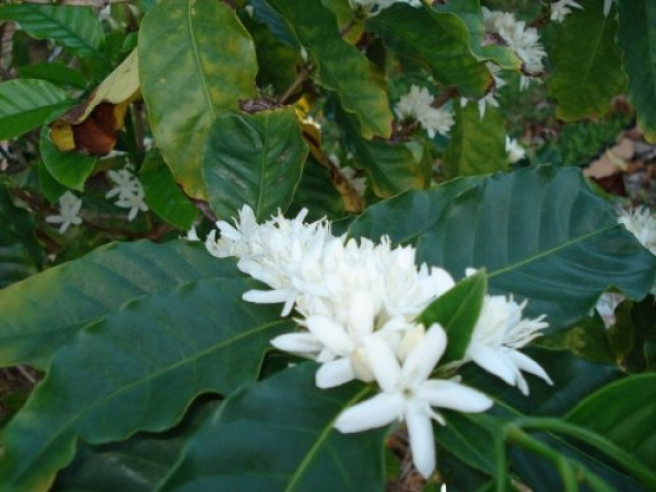 Как цветет всеми любимая Coffea Arabica