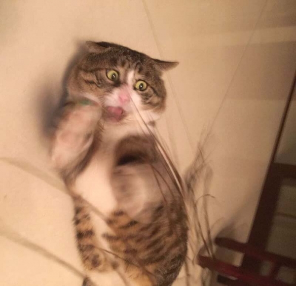 Ну очень эмоциональный котик