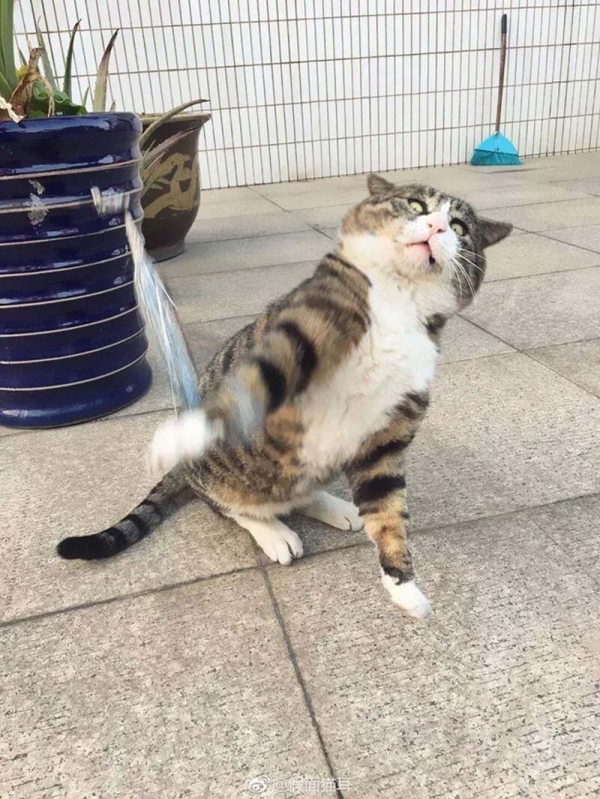 Ну очень эмоциональный котик