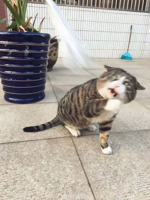 Ну очень эмоциональный котик