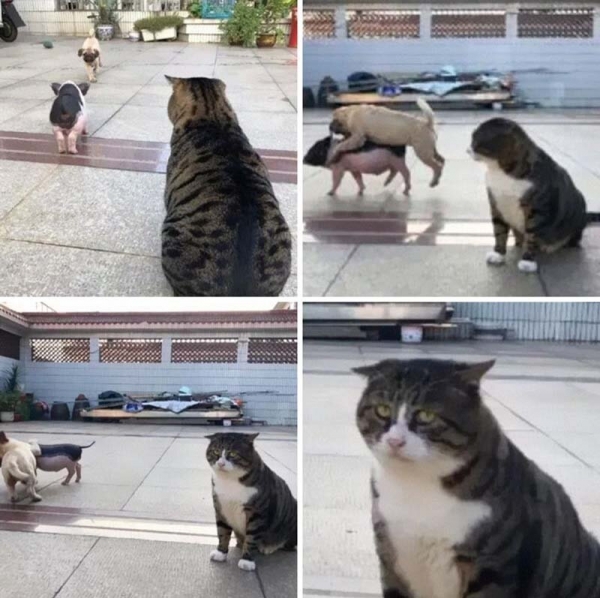 Ну очень эмоциональный котик