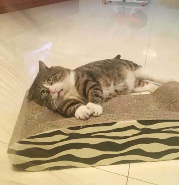 Ну очень эмоциональный котик
