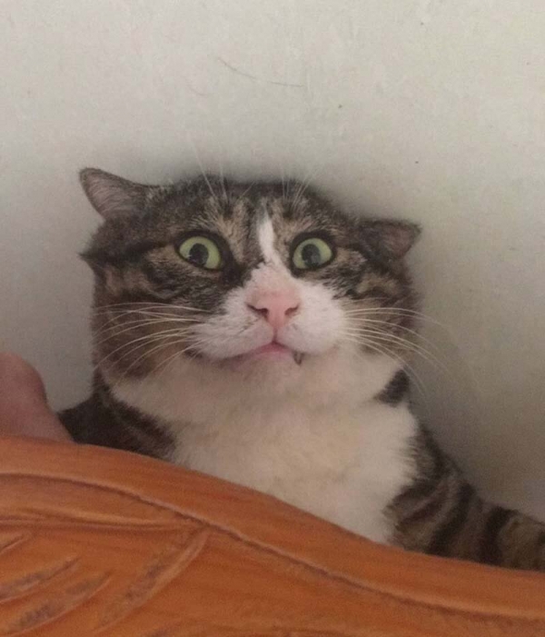 Ну очень эмоциональный котик