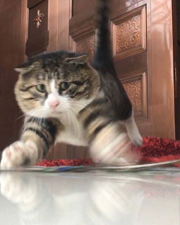 Ну очень эмоциональный котик