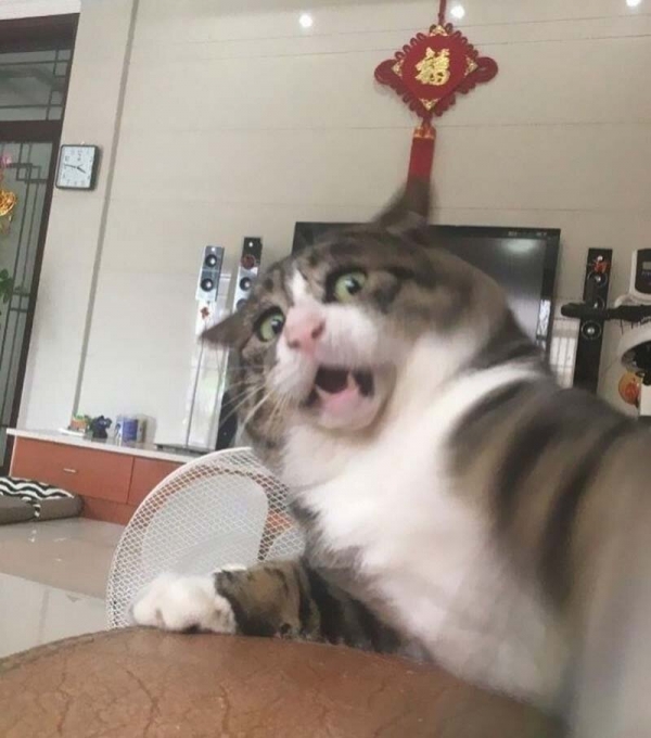 Ну очень эмоциональный котик
