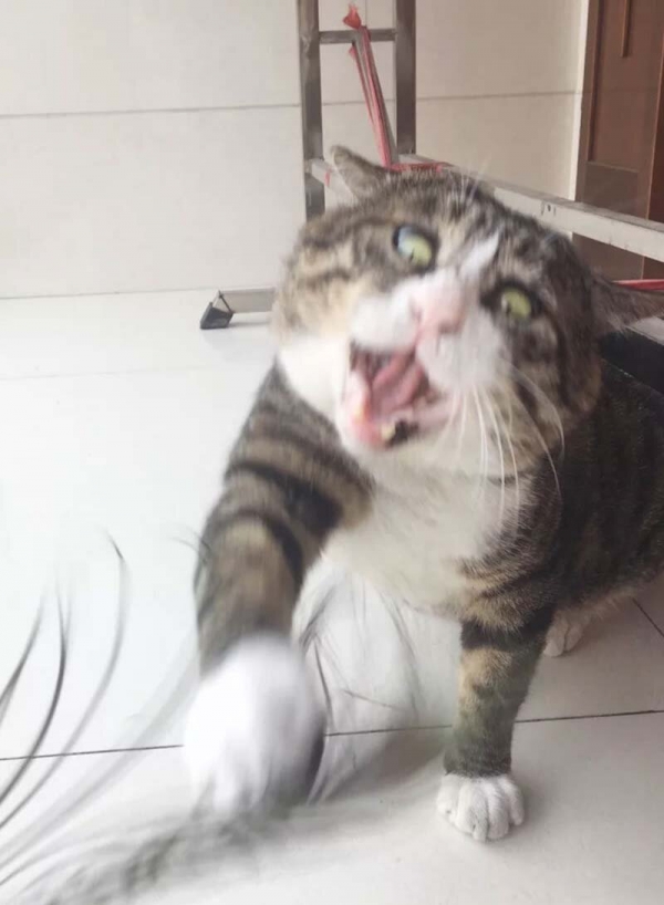 Ну очень эмоциональный котик