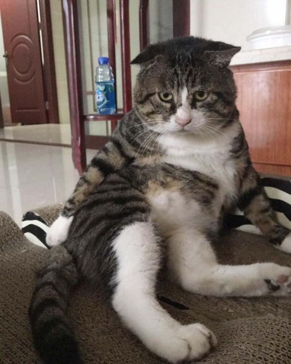 Ну очень эмоциональный котик