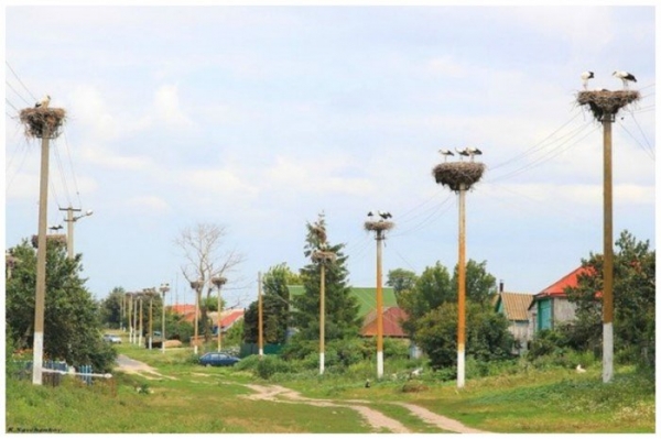 Птички те еще строители