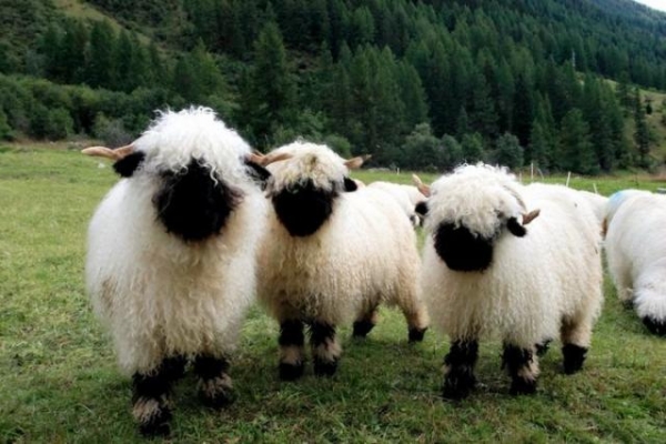 Необычные Валлийские овечки