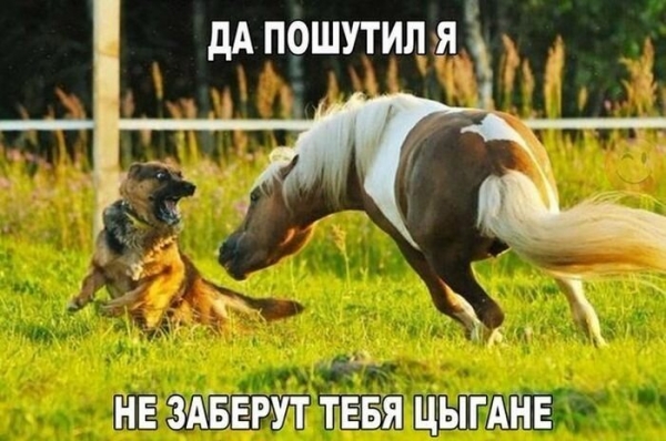 Прикольные картинки для настроения