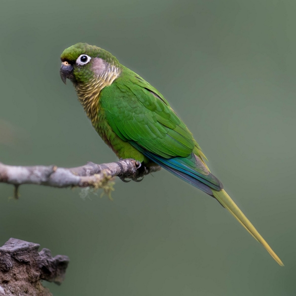 Невероятные птички Бразилии