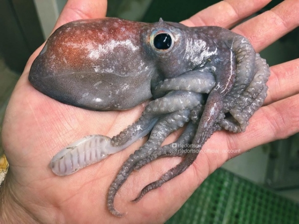 Свежая подборка чудищ из морских глубин от Романа Федорцова