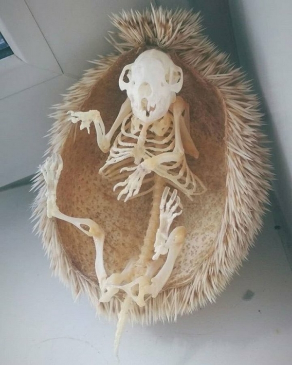 Необычные вещи среди нас