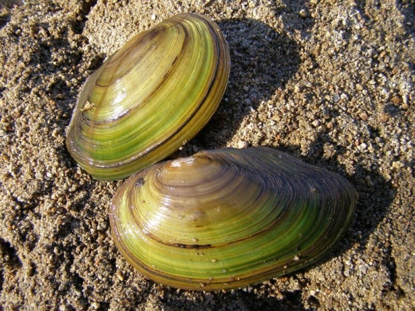 Путеводитель по морепродуктам