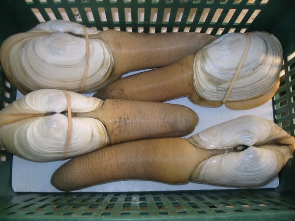 Путеводитель по морепродуктам
