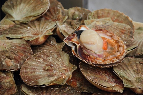 Путеводитель по морепродуктам