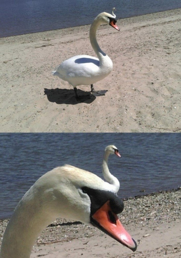 Фото сделанные в нужный момент