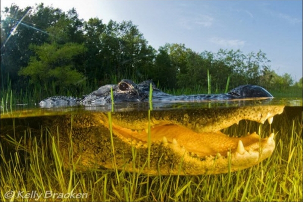 Красота фотографий вода-воздух