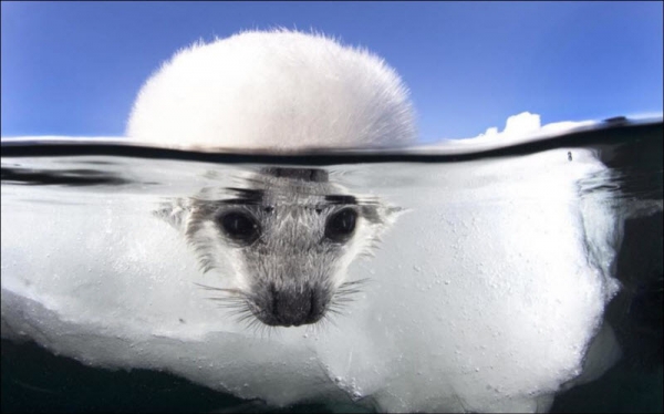 Красота фотографий вода-воздух