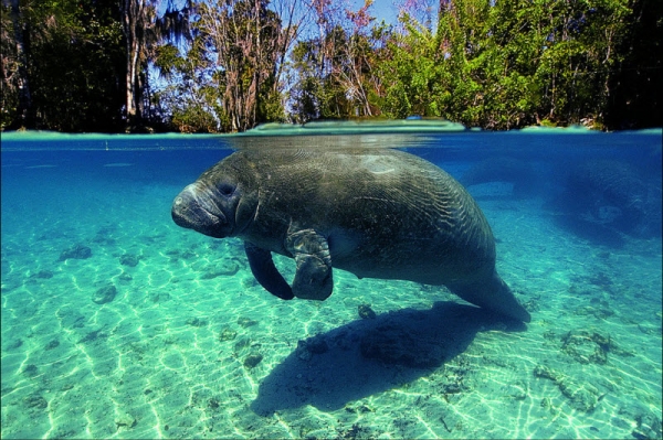 Красота фотографий вода-воздух