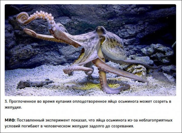 Интересные факты от Разрушителей легенд