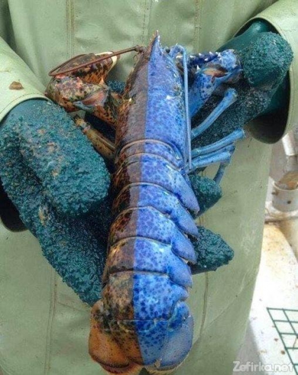 Невероятное рядом с нами
