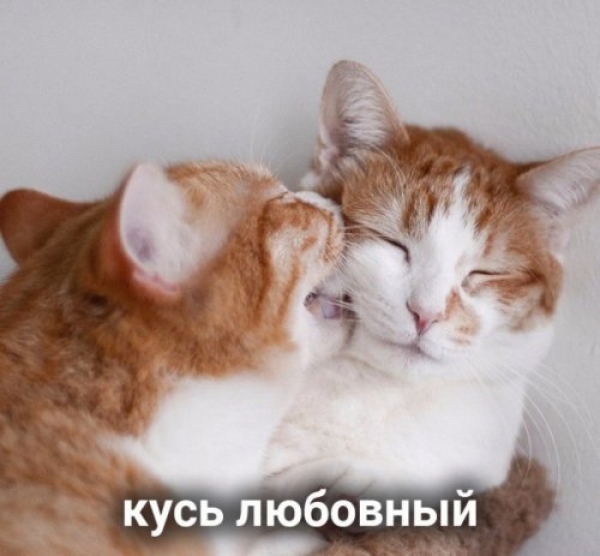 Оказывается и "Кусь" бывает разный