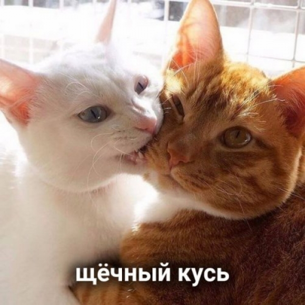 Оказывается и "Кусь" бывает разный