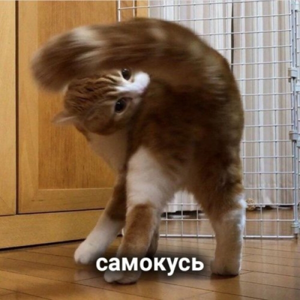 Оказывается и "Кусь" бывает разный