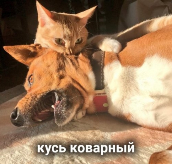 Оказывается и "Кусь" бывает разный
