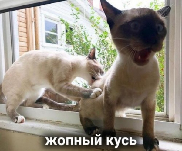 Оказывается и "Кусь" бывает разный