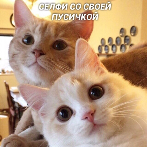 Разновидности селфи на примере котов